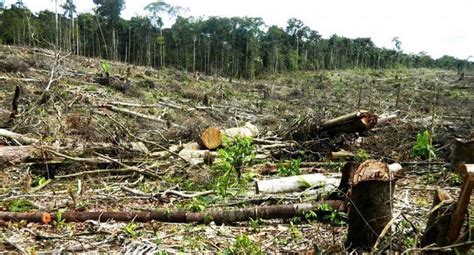 Pangunahing Mga Sanhi ng Deforestation .